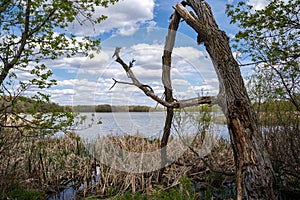 Large misshapen tree on the shores of Goose Lake in Elm Creek Park Reserve in Maple Grove, Minnesota photo