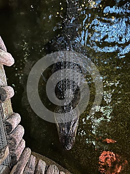 Large Mississippian alligator in a pond at the zoo. Top view photo