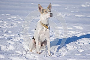 Large mixed breed white dog with black spots sitting lonely on a fresh snow and looking up at sunny winter day