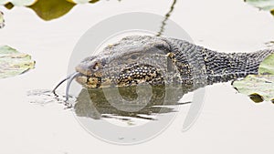 Large monitor lizard in canal