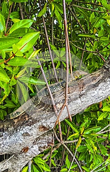 Large monitor lizard in tropical nature Bentota Beach Sri Lanka