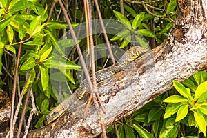 Large monitor lizard in tropical nature Bentota Beach Sri Lanka