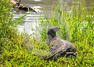 Large Monitor Lizard - Varane on the Grass near Riverbank
