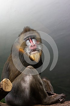 A large monkey breed Mandrill, sphinx Mandrillus, a primate of the Old World monkey family