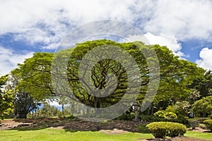 Large monkey pod tree