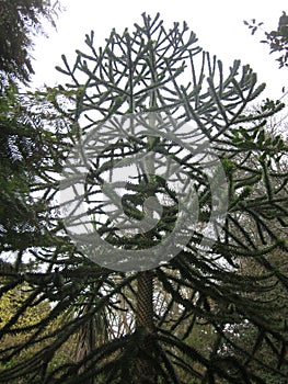 Large Monkey Puzzle Tree