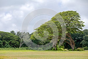 Large monkeypod tree, Albizia saman, in Hawaii