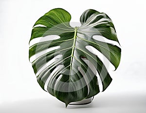Large Monstera Leaf, Realistic Plant Image