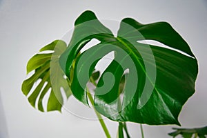 Large monstera leaves, tropical, botanical nature with a white background