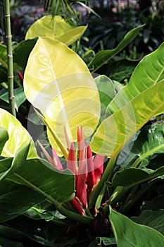 A large Moonlight Philodendron with red spathes in a garden