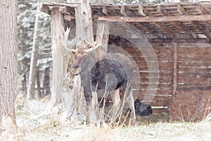 A Large moose with antlers in a snow snow storm