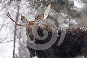A Large moose with antlers in a snow snow storm Large moose with antlers in a snow snow storm