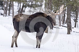 A large moose in a winter scene