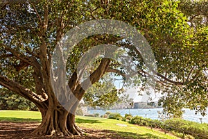 Large Moreton Bay Fig or Australian Banyan Ficus Macrophylla.