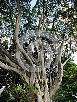 Large Moreton Bay Fig Tree, Sydney, Australia