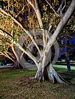 Large Moreton Bay Fig Trees in Park, Sydney, Australia