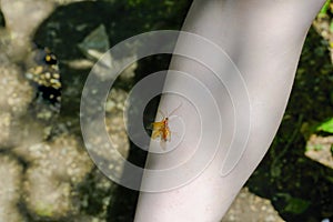 A large mosquito is sitting on the girl`s leg .Culex modestus is one of the most common types of mosquitoes,their bites are