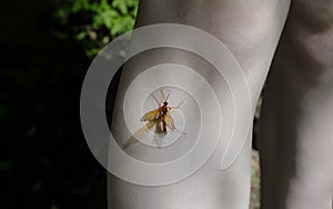 A large mosquito is sitting on the girl`s leg .Culex modestus is one of the most common types of mosquitoes,their bites are