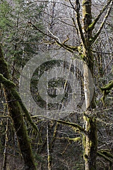 large moss covered tree in rain forest