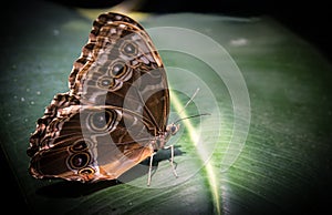 Large moth rests on a Leaf