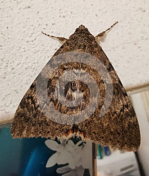 A large moth.