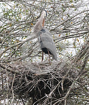 This large mother Great Blue Heron is preening while waiting for her chicks to hatch.