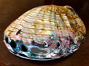 Large mother of pearl Shell on a wooden table.