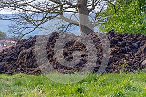 Large mound of cow manure