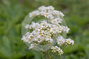 Large mountain Boykinia major, white flowers