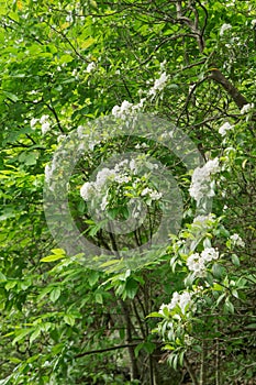 Large Mountain Laurel Shrub in the Blue Ridge Mountains