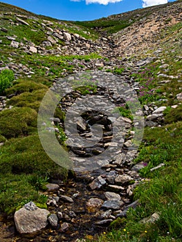 Mountain Spring Flowing Through Grass and Flowers