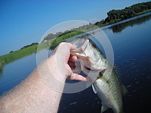 Angler holding bass fish photo