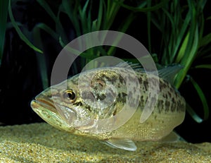 Large Mouth Bass or Black Bass, micropterus salmoides