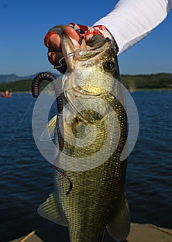 Large Mouth Bass Caught on Plastic Worm Fishing