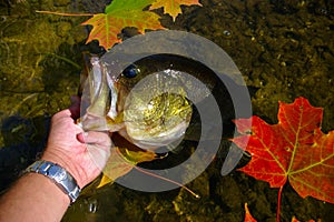 Large Mouth Bass Lipped By Angler Fishing