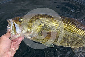 Large Mouth Bass Lipped By Angler Fishing photo