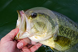 Large Mouth Bass Lipped After Being Caught Fishing