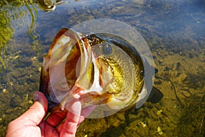 Large Mouth Bass Lipped After Being Caught Fishing