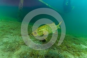 Large Mouth Bass micropterus salmoides swimming across the bottom in green water