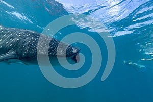 Large-mouthed dogfish floating near the surface in Maldives