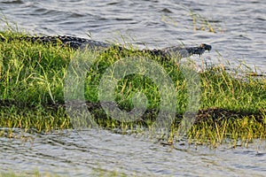 Large Mugger crocodile, Crocodylus palustris, relaxing by river, Sri Lanka