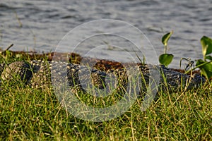 Large Mugger crocodile, Crocodylus palustris, relaxing by river, Sri Lanka