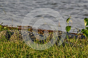 Large Mugger crocodile, Crocodylus palustris, relaxing by river, Sri Lanka