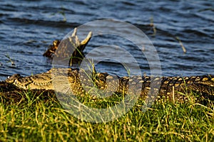 Large Mugger crocodile, Crocodylus palustris, relaxing by river, Sri Lanka