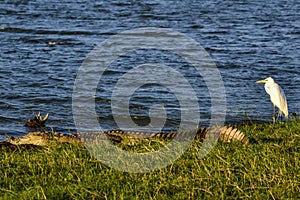 Large Mugger crocodile, Crocodylus palustris, relaxing by river, Sri Lanka