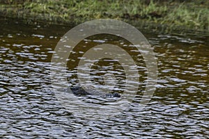 Large Mugger crocodile, Crocodylus palustris, relaxing by river, Sri Lanka