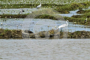 Large Mugger crocodile, Crocodylus palustris, relaxing by river, Sri Lanka