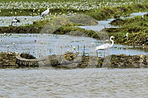 Large Mugger crocodile, Crocodylus palustris, relaxing by river, Sri Lanka