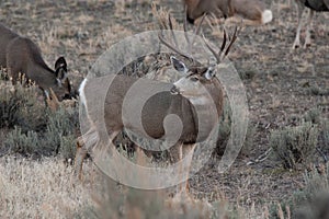 Large mule deer buck