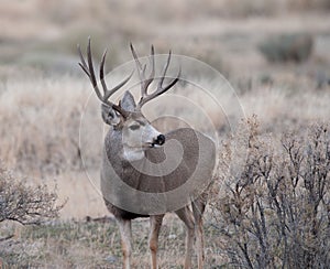 Large mule deer buck